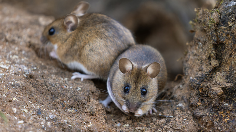 mice eating seeds