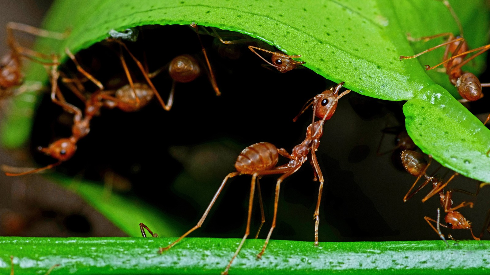 Can You Really Use Cornmeal To Get Rid Of Ants?