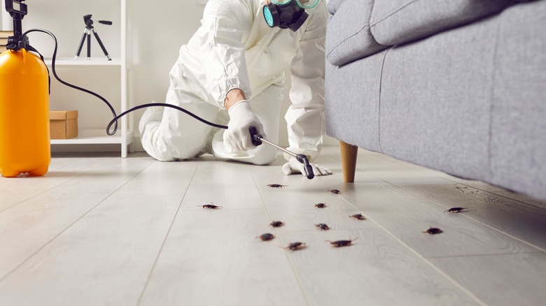 Pest control worker killing roaches