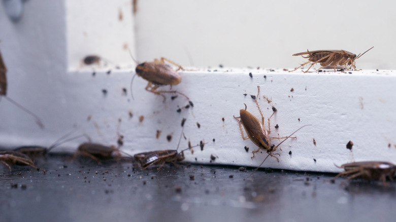 Cockroaches in house