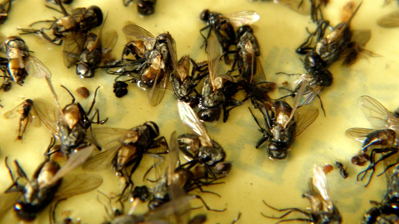 Flies stuck on paper trap