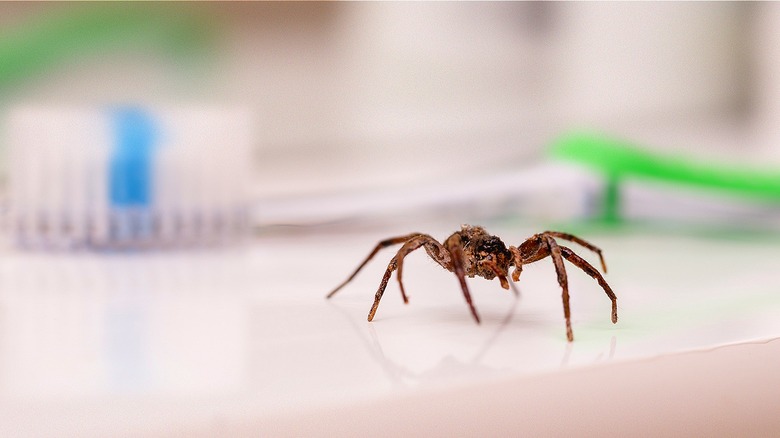 Spider crawling near toothbrush