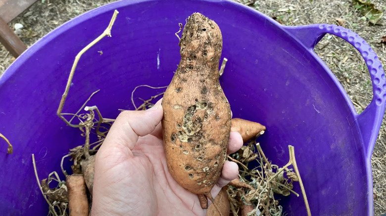 sweet potato damaged by pests