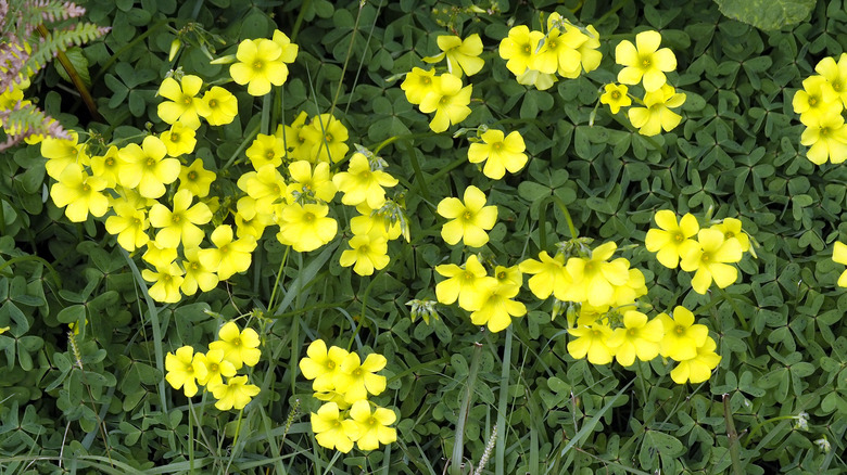 oxalis yellow wood sorrel