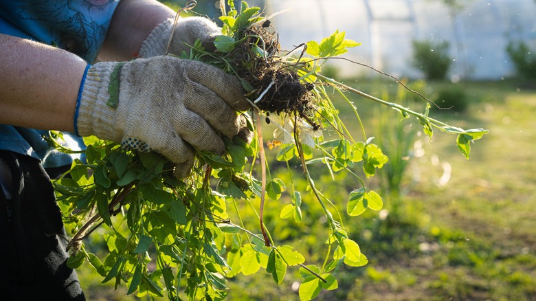 pulling out weeds