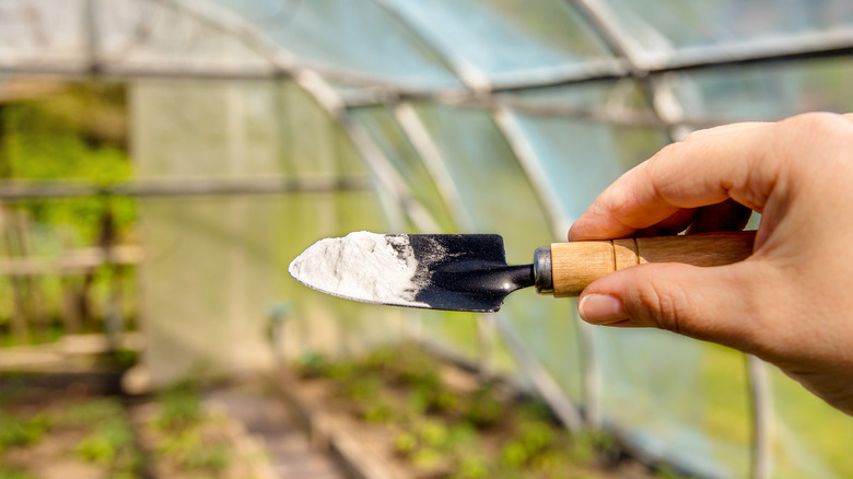 Someone using baking soda to kill weeds