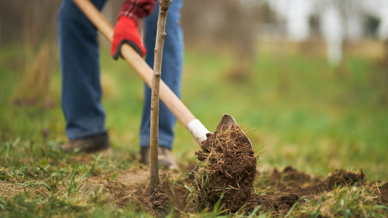 A person digging a hole to plant a tree