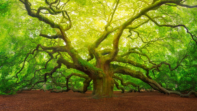 A mature oak tree with an expansive branches and canopy