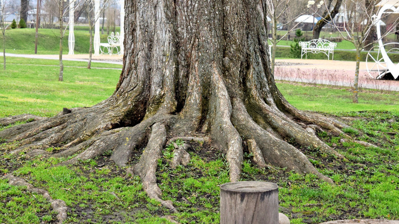 An up-close view up of an oak tree's expansive root system