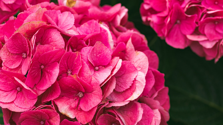 Hydrangeas blooming in the garden 