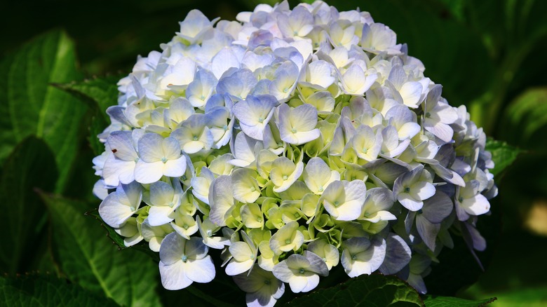 blooming big-leaf hydrangea