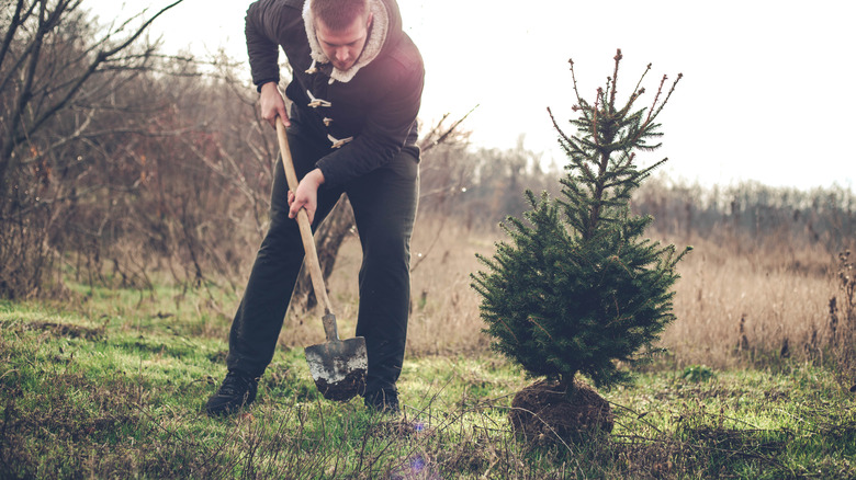 Man planting small Christmas tree