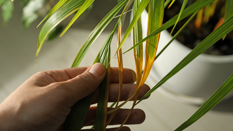 person's hand touching yellowed, damaged plant leaves