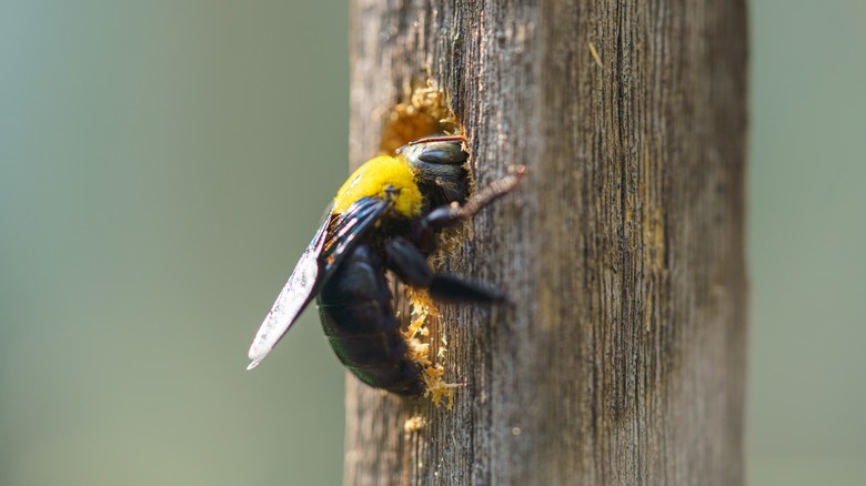 Carpenter bee drills hole