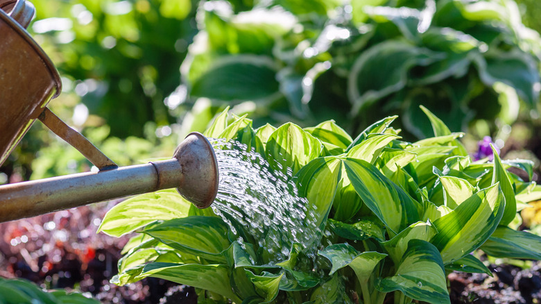 person watering hosta plant