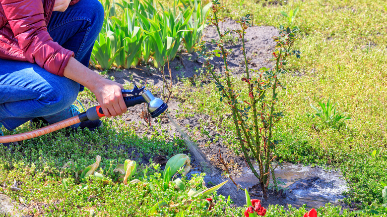 Watering rose bush