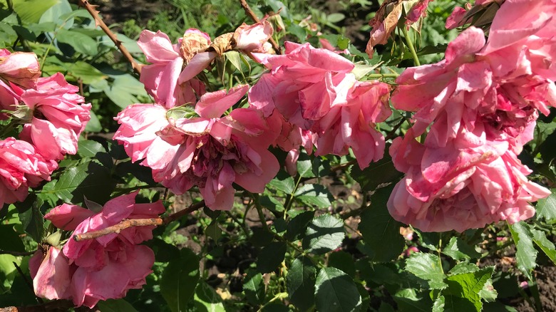 Wilted, damaged rose bush