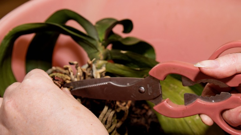 Trimming roots of orchid plant 