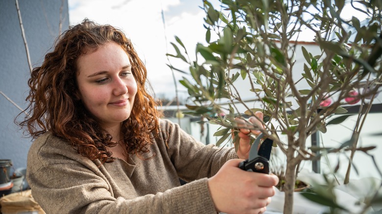 woman pruning her olive tree