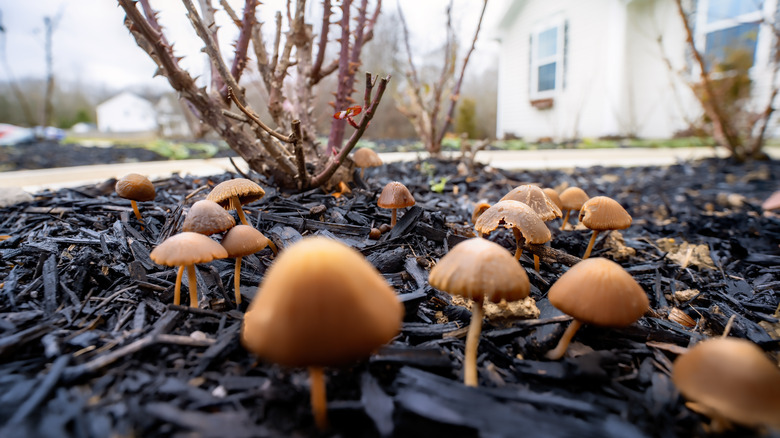 Mushrooms in front bed