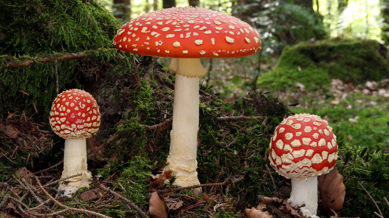 Fly agaric mushrooms