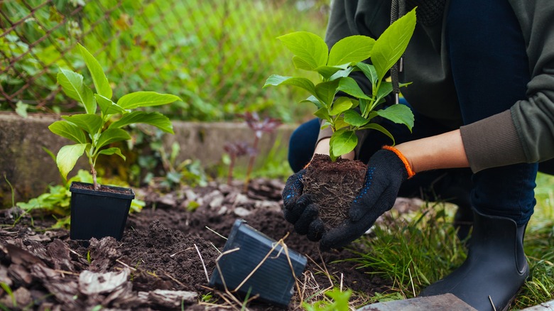 Planting hydrangeas