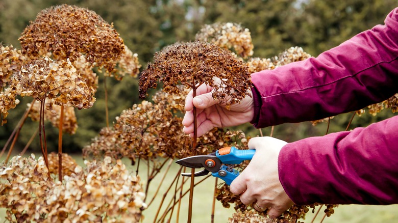 Someone pruning a hydrangea bush