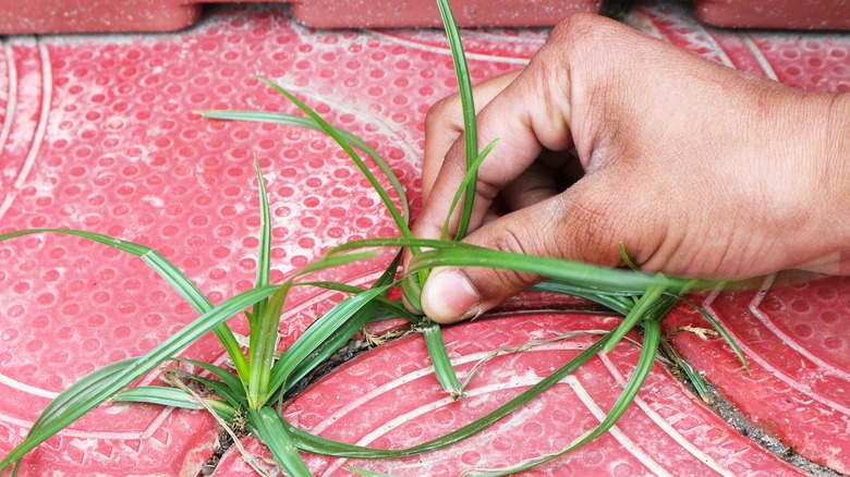 Pulling weeds by hand