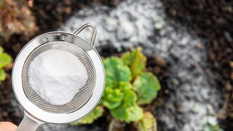 a sifter with baking soda above soil