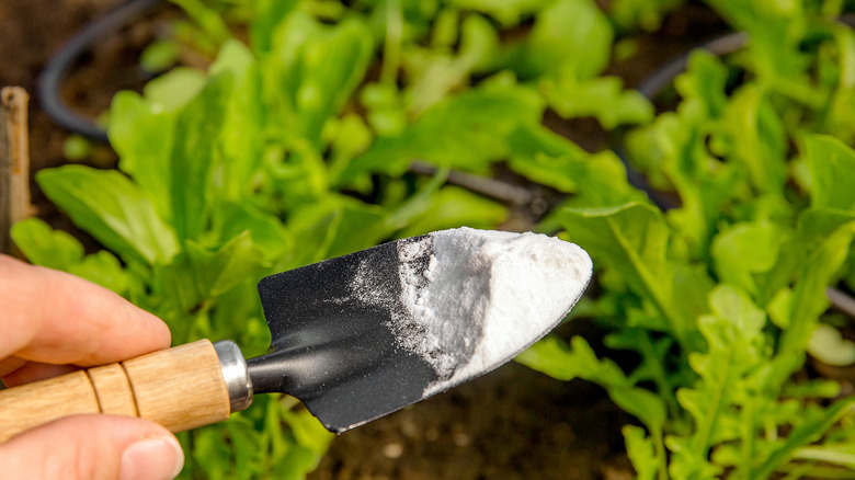 small shovel with baking soda above seedlings