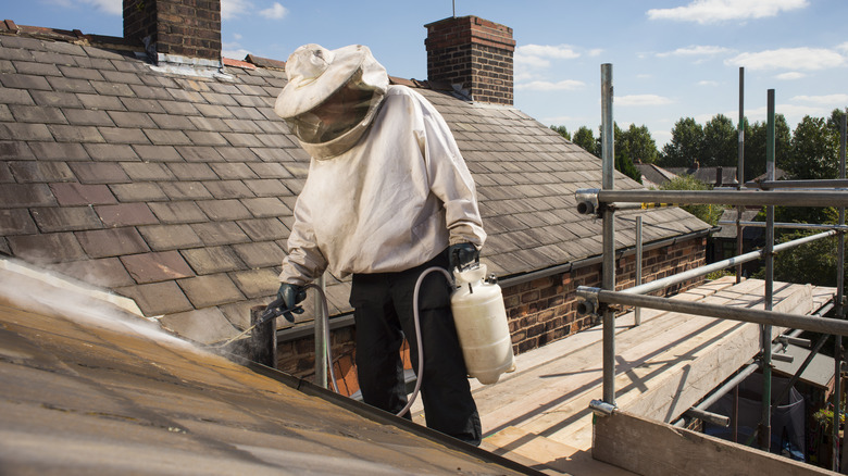 Person spraying wasp nest