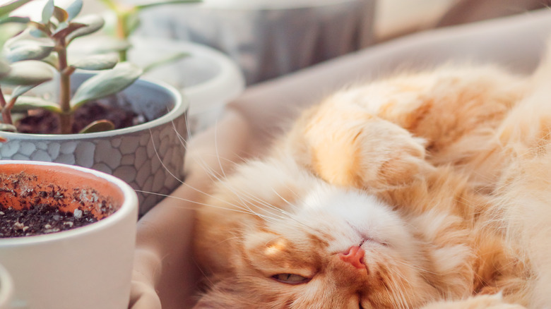 Cat sleeping by succulents