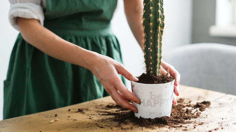 cactus-shaped succulent in pot