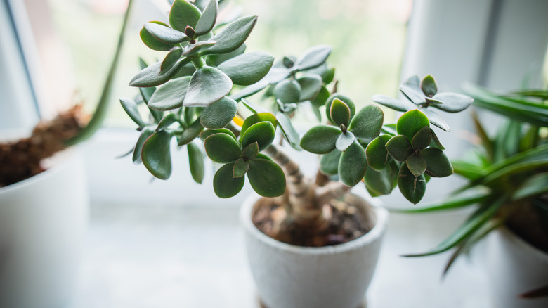 succulent growing in pot