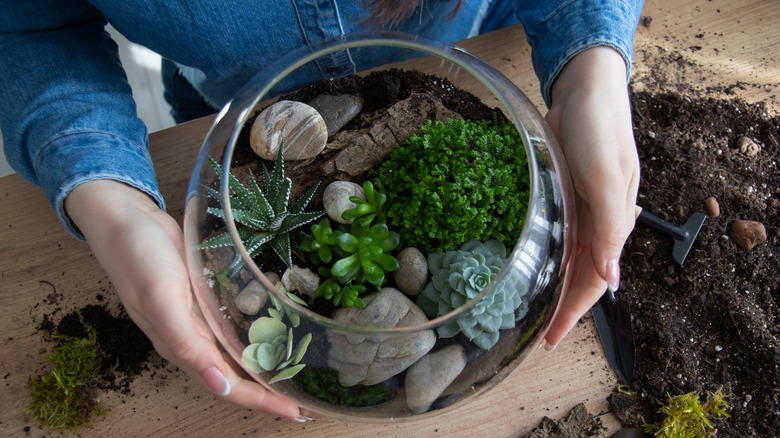 Succulents in round, glass bowl