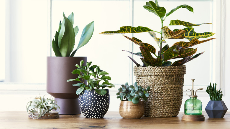 Potted succulents on table