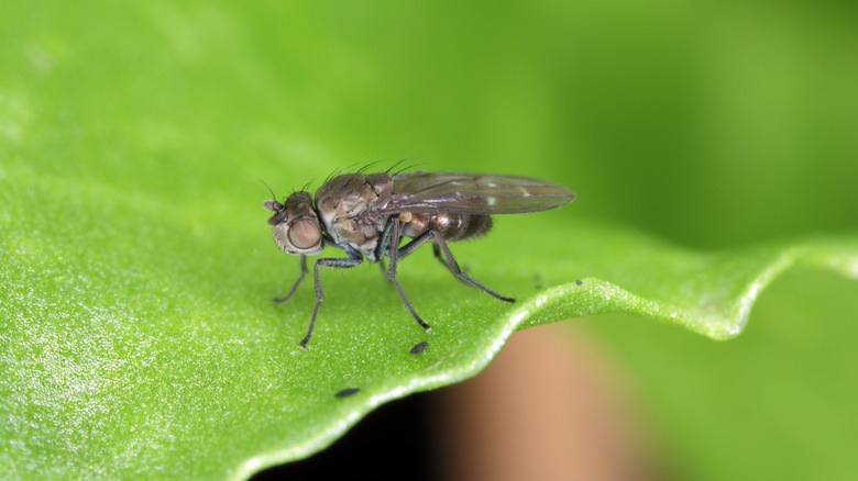 fungus gnat on a leaf