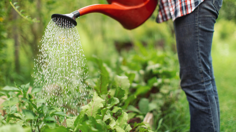 Watering plants with watering can