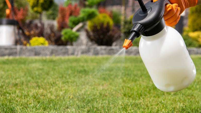 spraying garden lawn with insecticide