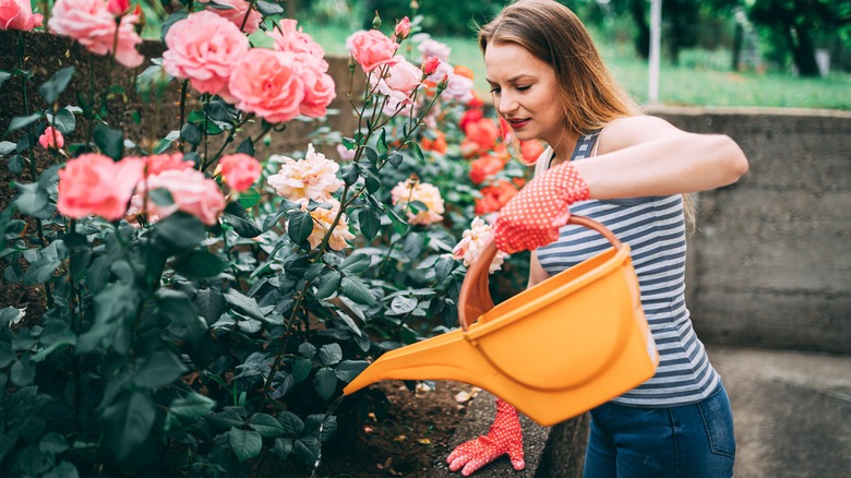 woman watering roses