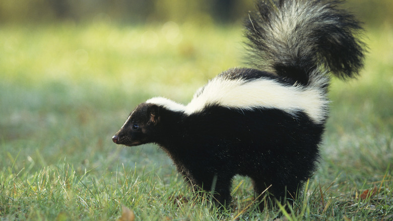 Skunk in backyard