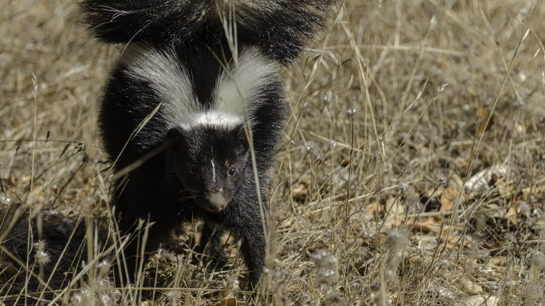 Skunk walking through grass