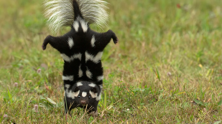 Skunk doing a handstand