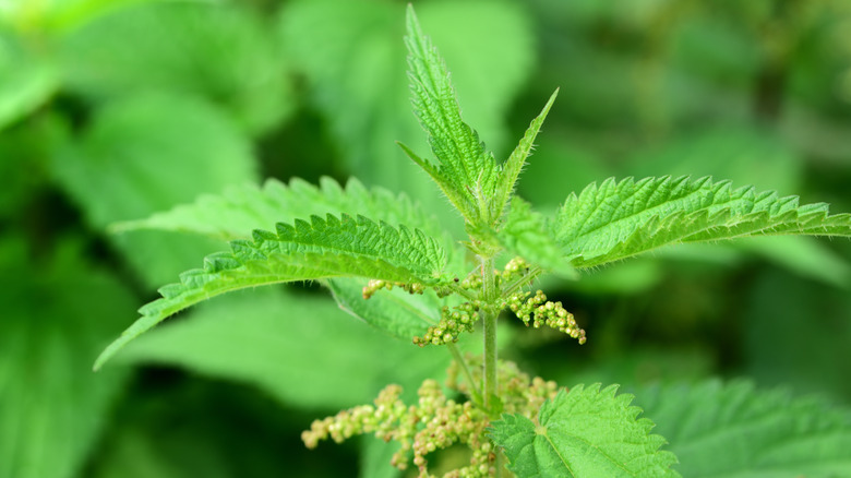 Stinging nettle plant