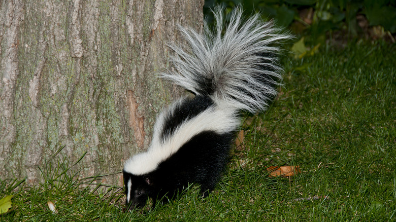 Skunk near a backyard tree