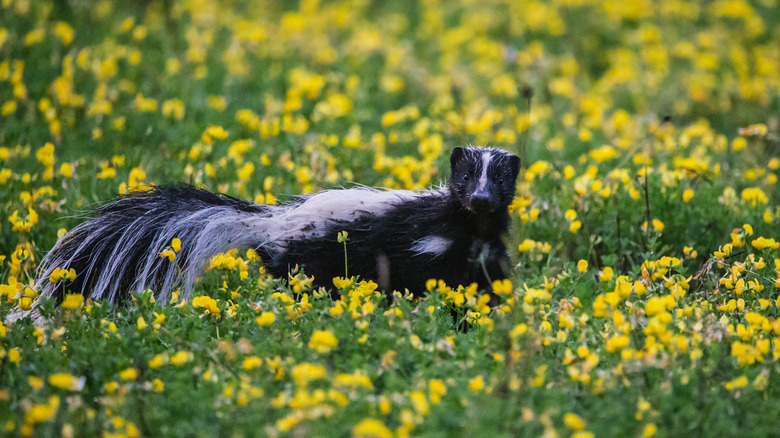 Skunk in wildflowers 