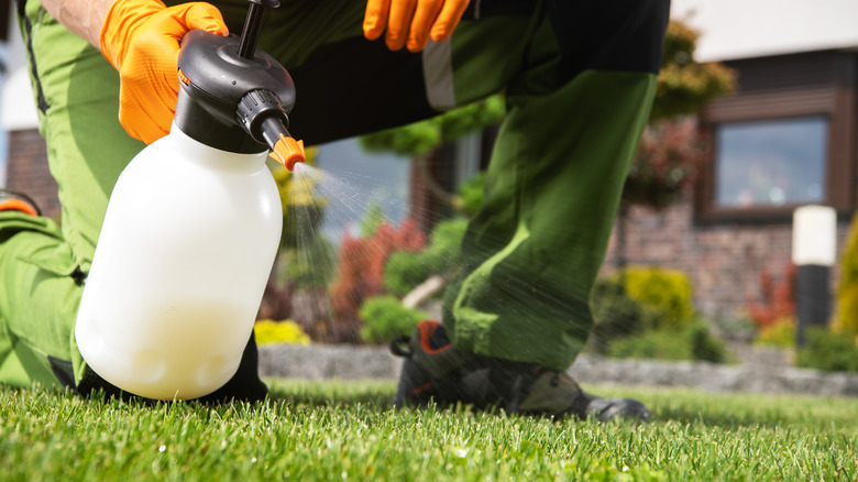 Gardener spraying grass weeds