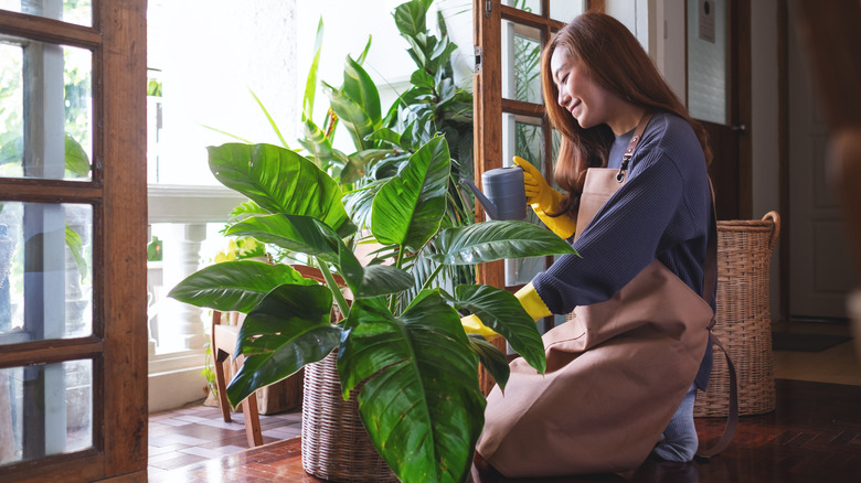 woman watering large houseplant