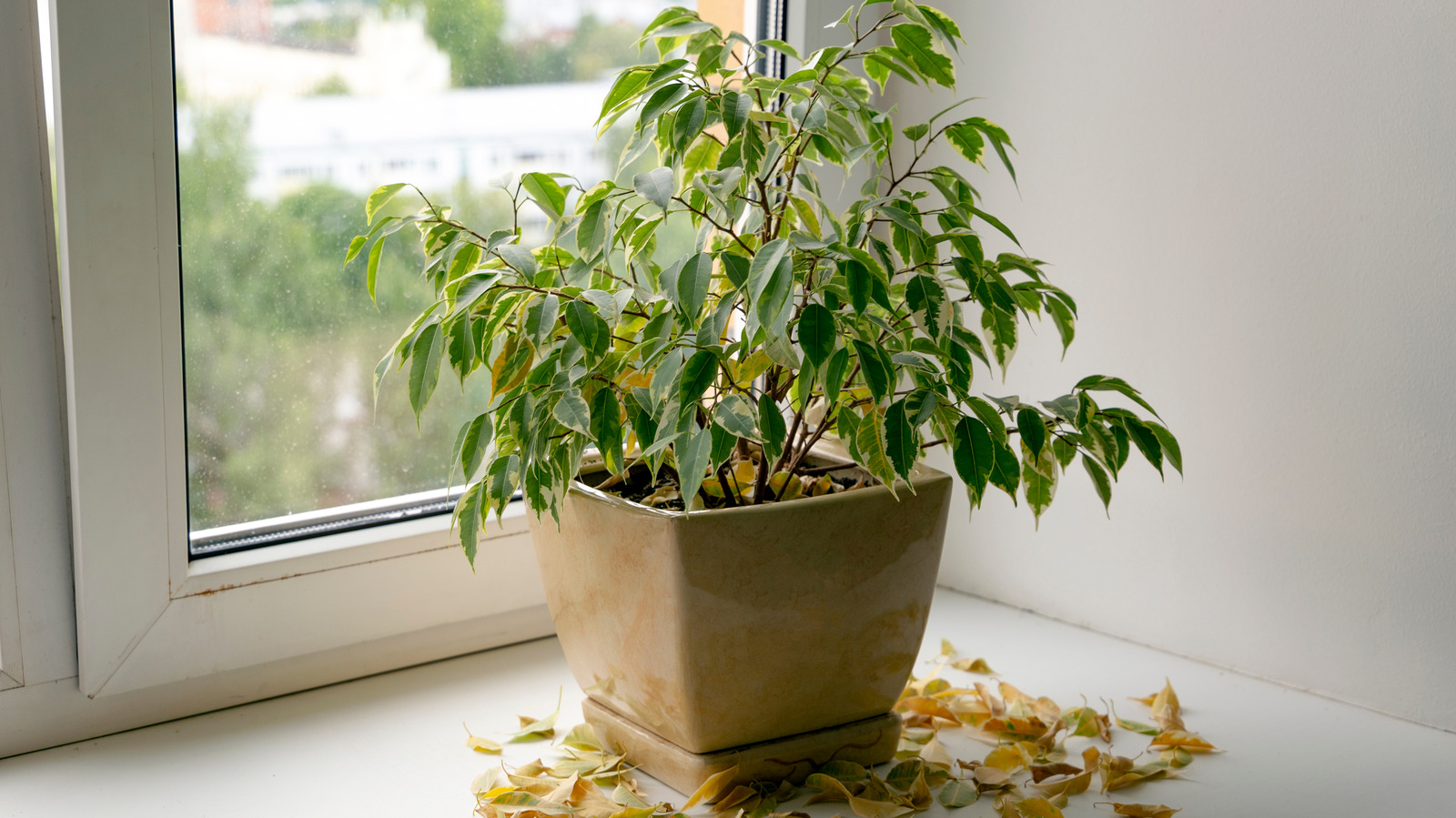 How temperature effects houseplants