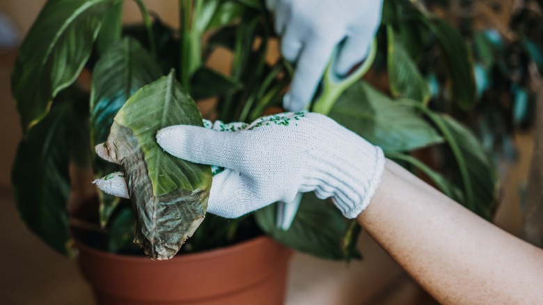 diseased houseplant with browned leaf